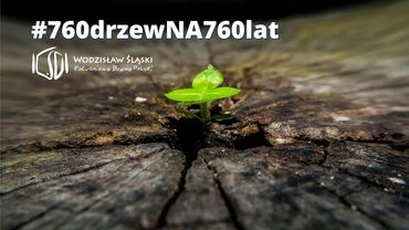 Wodzisław zasadzi 760 drzew z okazji 760-lecia miasta. Każdy mieszkaniec może dołączyć do akcji