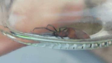 Jadowite pająki prosto z USA w Lubomi. Czy to czarna wdowa?